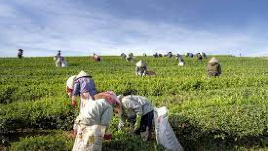 ഗ്രാമീണ മേഖലയിലെ തൊഴിൽ വേതനത്തിൽ കേരളം ഒന്നാമത്