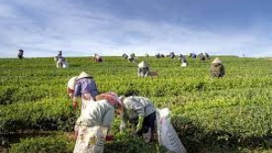 
                        ഗ്രാമീണ മേഖലയിലെ തൊഴിൽ വേതനത്തിൽ കേരളം ഒന്നാമത്