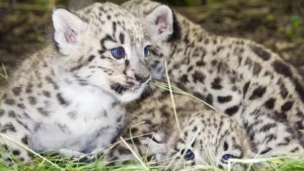 പൂച്ചയെന്നു എന്ന് കരുതി എടുത്തു വളർത്തിയത് പുലികുഞ്ഞുങ്ങളെ  