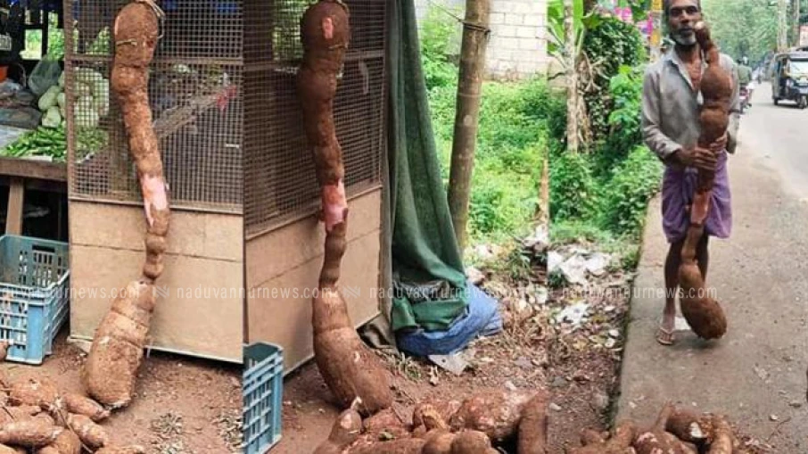 പത്മനാഭൻ പറിച്ചെടുത്തത് ഒരാൾ വലിപ്പമുള്ള ഭീമൻ കപ്പ