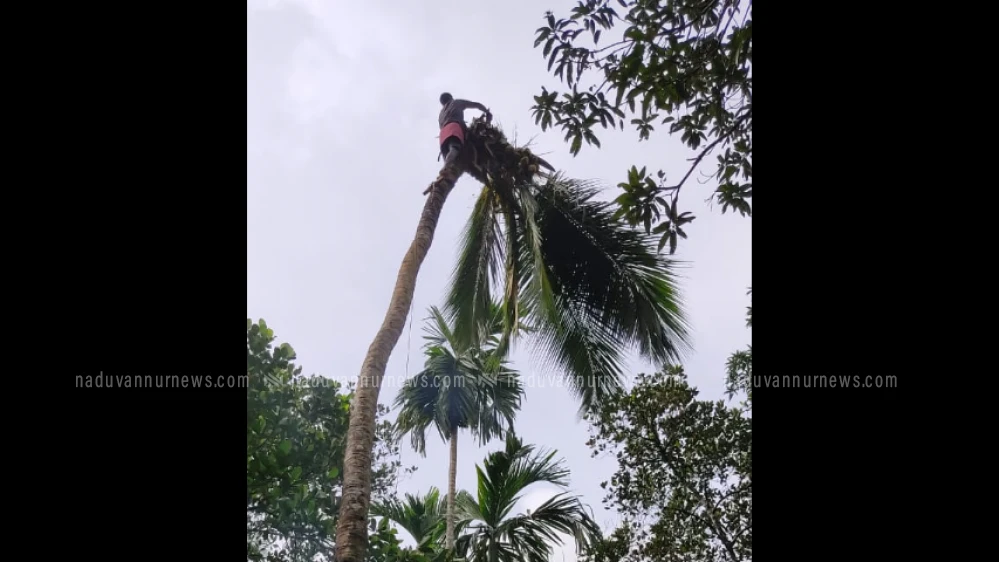  ഇടിമിന്നലിൽ അപകടാവസ്ഥയിലായ തെങ്ങ് മുറിച്ച് മാറ്റി