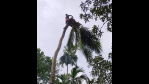 
                        ഇടിമിന്നലിൽ അപകടാവസ്ഥയിലായ തെങ്ങ് മുറിച്ച് മാറ്റി