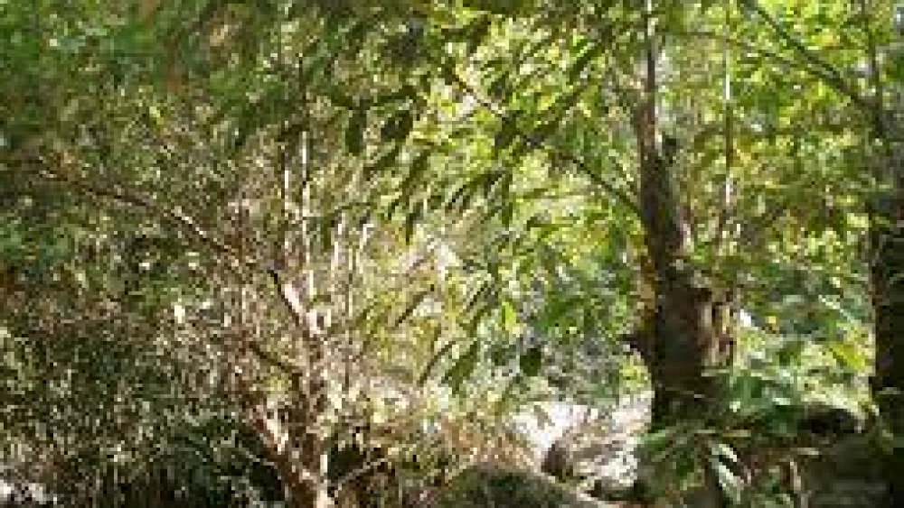 പെരുവണ്ണാമൂഴിയില്‍ വന്യമൃഗങ്ങളെ പേടിച്ച് കര്‍ഷകര്‍ ഭൂമി വിട്ടു കൊടുക്കുന്നു