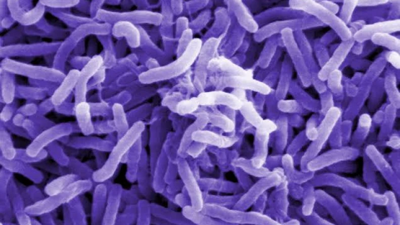 നരിക്കുനിയില്‍ കോളറ ബാക്ടീരിയയുടെ സാന്നിധ്യം; ആരോഗ്യവകുപ്പ് അടിയന്തര യോഗം ചേർന്നു