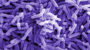 
                        നരിക്കുനിയില്‍ കോളറ ബാക്ടീരിയയുടെ സാന്നിധ്യം; ആരോഗ്യവകുപ്പ് അടിയന്തര യോഗം ചേർന്നു