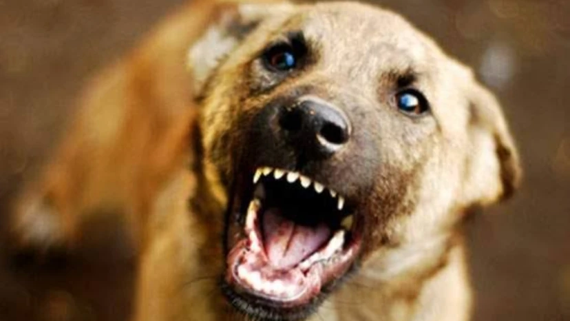 പരീക്ഷ എഴുതാനെത്തിയ വിദ്യാര്‍ഥിനിയെ തെരുവുനായ കടിച്ചു