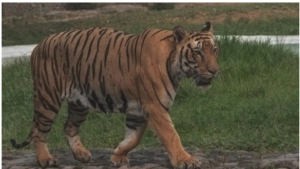 
                        തലയാട് - പുല്ലുമലയിൽ കടുവയുടെ സാന്നിധ്യം ; പ്രദേശവാസികൾ ആശങ്കയിൽ