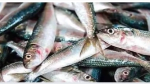 
                        ഓപ്പറേഷൻ മത്സ്യ; പിടിച്ചെടുത്തത് 50കിലോ മത്സ്യം