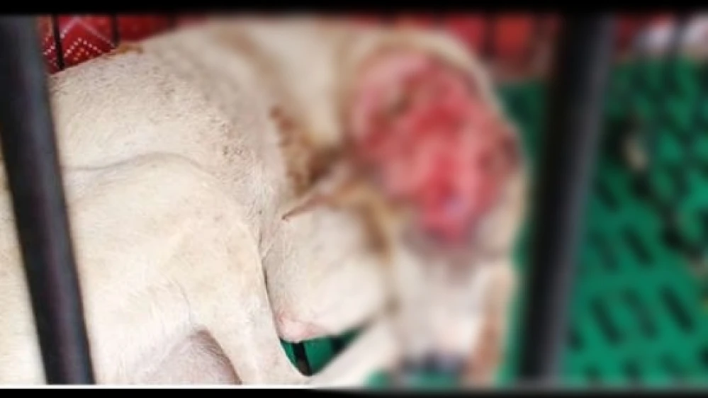 തെരുവ് നായകളോട് ക്രൂരത; ഓമശ്ശേരിയിൽ നായകൾക്ക് വെട്ടേറ്റ നിലയിൽ