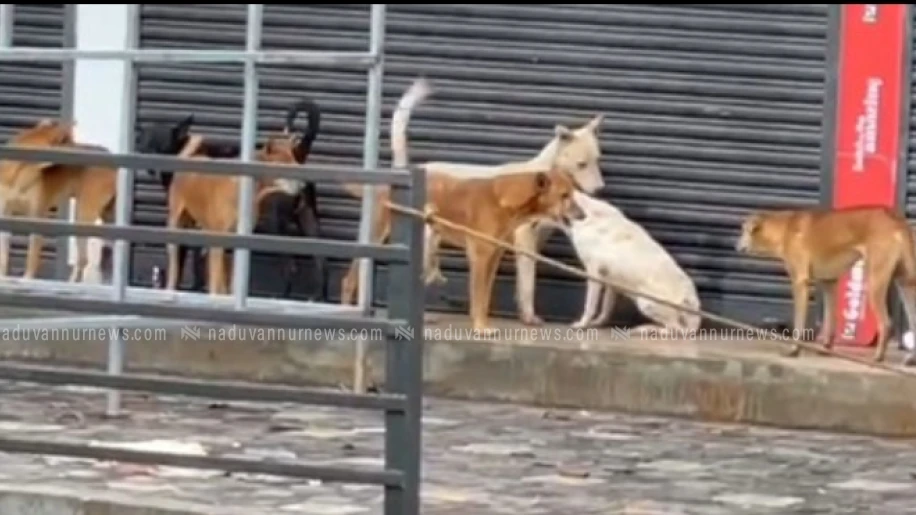  ഭയപ്പെടാതെ പുറത്തിറങ്ങാൻ വയ്യ; തെരുവുനായ ശല്യം രൂക്ഷം