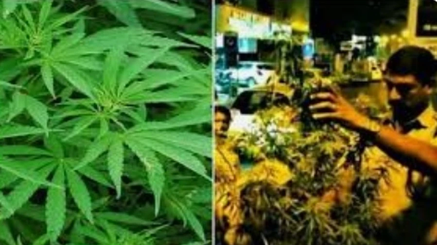 കുറ്റ്യാടി സ്വദേശിയുൾപ്പടെ 3 പേർ കഞ്ചാവുമായി പിടിയിൽ