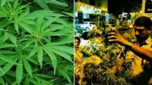 
                        കുറ്റ്യാടി സ്വദേശിയുൾപ്പടെ 3 പേർ കഞ്ചാവുമായി പിടിയിൽ