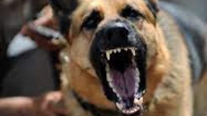 വീട്ടുമുറ്റത്ത് കളിക്കുകയായിരുന്ന ഒന്നര വയസ്സുകാരനു നേരെ തെരുവുനായകളുടെ ആക്രമണം