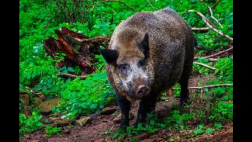 കൂരാച്ചുണ്ട് ടൗണിൽ പട്ടാപകൽ കാട്ടുപന്നി ആക്രമണം; ലോട്ടറി വിൽപ്പനക്കാരന് പരിക്ക്