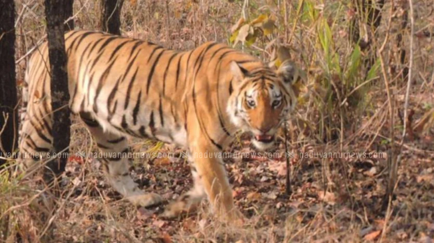 മൂന്നാറിൽ ഇന്ന് കടുവ ആക്രമണം ; നാല് പശുക്കുട്ടികളെ കൊന്നു