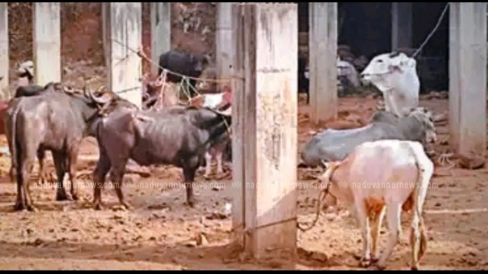 ബാലുശ്ശേരി ആഴ്ചച്ചന്തയും വിസ്മൃതിയിലേക്ക്