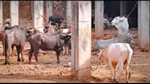 
                        ബാലുശ്ശേരി ആഴ്ചച്ചന്തയും വിസ്മൃതിയിലേക്ക്