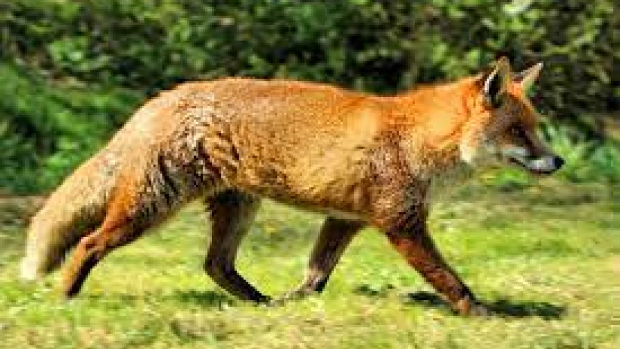 കൊളത്തൂരിൽ ഭ്രാന്ത കുറുക്കൻ്റെ കടിയേറ്റ് പശുക്കൾ  ചത്ത സംഭവം; മന്ത്രി എ. കെ. ശശീന്ദ്രൻ്റെ നേതൃത്വത്തിൽ അടിയന്തര യോഗം ചേർന്നു