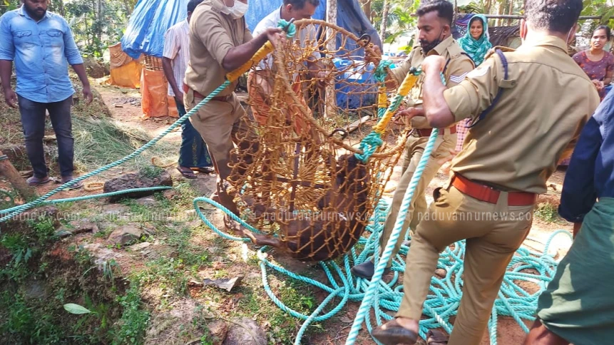 മേപ്പയൂരിൽ കിണറ്റിൽ അകപ്പെട്ട പശുക്കിടാവിന് തുണയായത് ഫയർ ഫോഴ്സ്