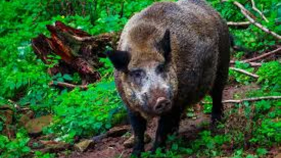 തൊണ്ടയാട് ബൈപ്പാസിൽ ഒരാളുടെ മരണത്തിന് കാരണമായ കാട്ടുപന്നിയെ വെടിവെച്ച് കൊന്നു