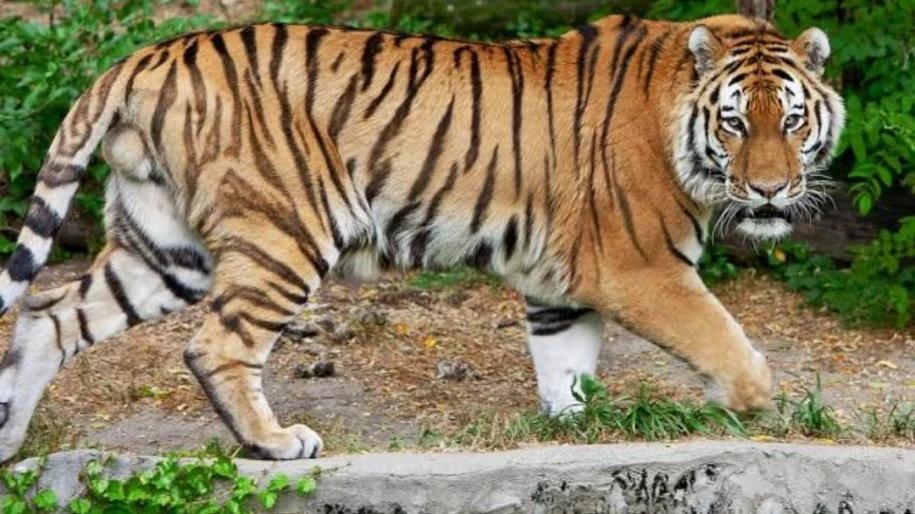 പുലിപ്പേടിയിൽ പെരുവണ്ണാമൂഴി; പുള്ളിപ്പുലിയിറങ്ങിയതായി റിപ്പോർട്ട്