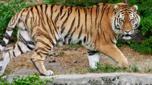 
                        പുലിപ്പേടിയിൽ പെരുവണ്ണാമൂഴി; പുള്ളിപ്പുലിയിറങ്ങിയതായി റിപ്പോർട്ട്