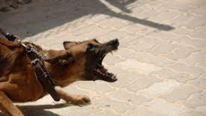 
                        മുളിയങ്ങലിൽ ഇന്ന് പുലർച്ചെ തെരുവ് പട്ടികൾ ആടുകളെ കടിച്ചു കൊന്നു