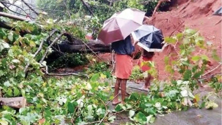 വയലടയ്ക്ക് സമീപം റോഡിൽ മരം വീണു;  മൂന്ന് വൈദ്യുത തൂണുകൾ തകർന്നു