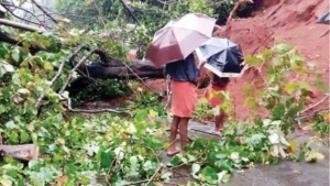 
                        വയലടയ്ക്ക് സമീപം റോഡിൽ മരം വീണു;  മൂന്ന് വൈദ്യുത തൂണുകൾ തകർന്നു