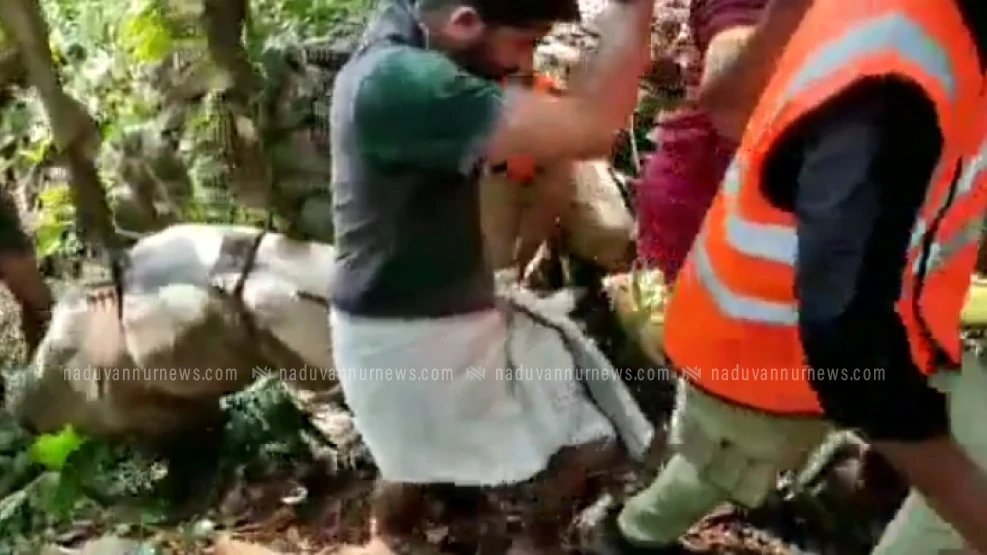  പൂനൂർ പുഴയിൽ വീണ പശുവിനെ രക്ഷിച്ചു