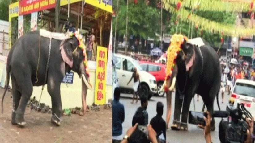 പൂര നഗരിയിൽ വിരണ്ട ആനയെ തളച്ചു