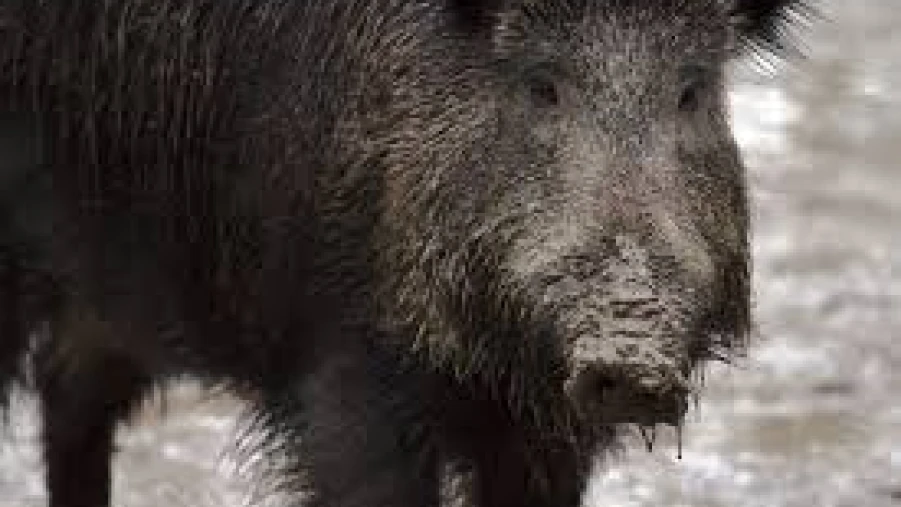 കാട്ടുപന്നിയുടെ ആക്രമണത്തിൽ വീട്ടമ്മയ്ക്ക് പരിക്ക്