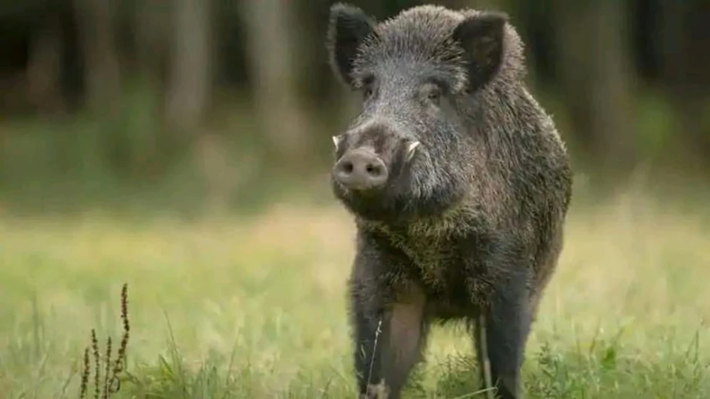 ഒഞ്ചിയത്ത് കിണറ്റിൽ വീണ കാട്ടുപന്നിയെ വനം വകുപ്പ് അധികൃതർ വെടിവെച്ച് കൊന്നു