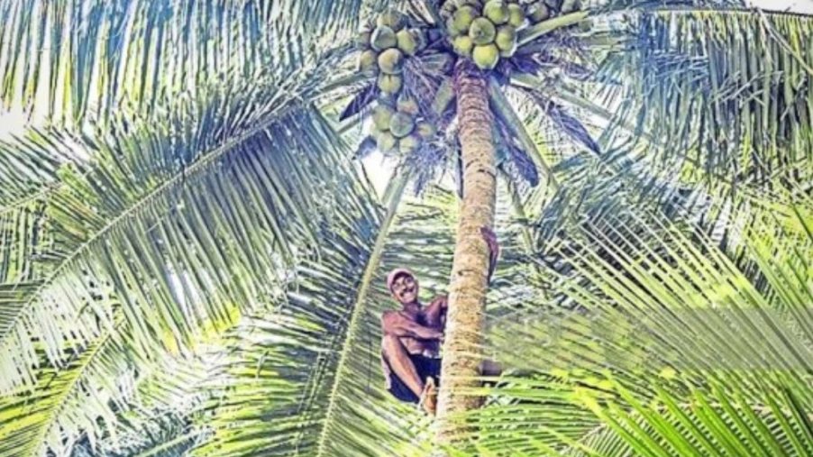 തൊഴിലാളികൾ കളം മാറി: തേങ്ങയിടാൻ ആളില്ലാതെ കർഷകർ