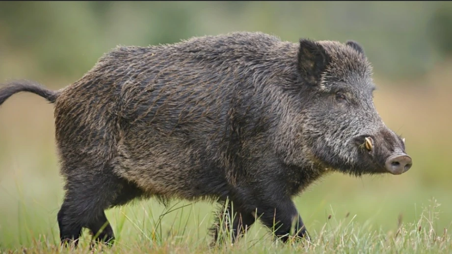 മേമുണ്ടയിൽ ദമ്പതികൾ കാട്ടുപന്നിയുടെ ആക്രമണത്തിനിരയായി