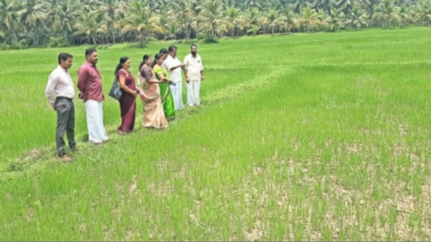  വേളം പഞ്ചായത്തിലെ തരിശുപാടങ്ങൾ ഇനി കതിരണിയും