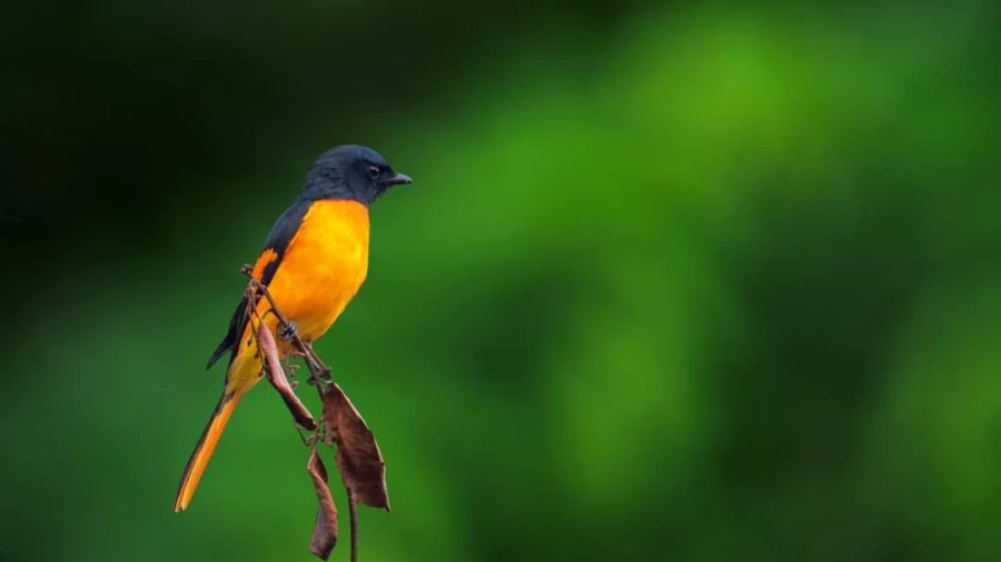 നടുവണ്ണൂർ  ഗ്രാമപഞ്ചായത്ത് പക്ഷി സർവ്വേ നടത്തുന്നു