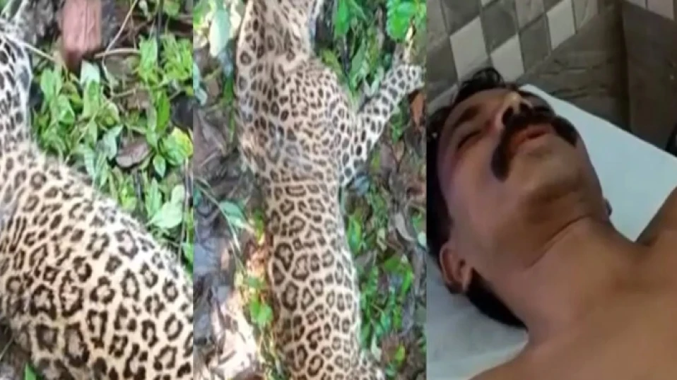 ആക്രമിക്കാന്‍ ശ്രമിച്ച പുലിയെ യുവാവ് വെട്ടിക്കൊന്നു