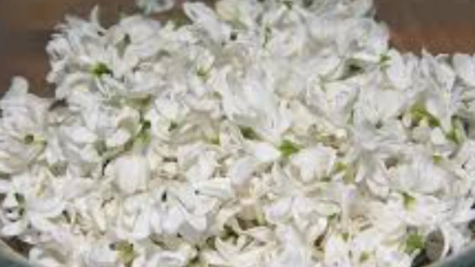 പൂവിപണി കൊഴുക്കുന്നു; മുല്ലപ്പൂവിന് പൊന്നുംവില