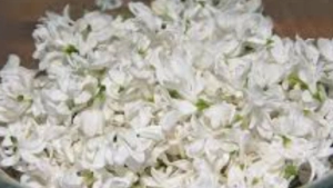 
                        പൂവിപണി കൊഴുക്കുന്നു; മുല്ലപ്പൂവിന് പൊന്നുംവില