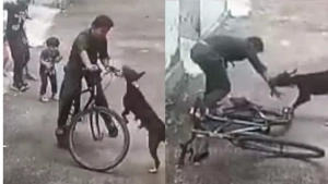 
                        അരക്കിണറിൽ തെരുവുനായ വിദ്യാർഥിയെ ആക്രമിക്കുന്നതിൻ്റെ സിസിടിവി ദൃശ്യങ്ങൾ പുറത്ത്