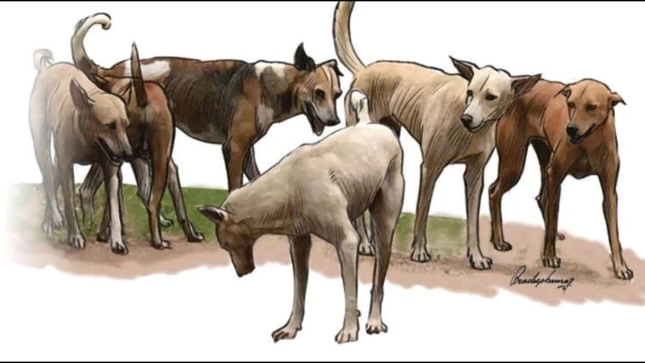  തെരുവ് നായ ശല്യം അതിരൂക്ഷം; വാർത്തകൾ വരാത്ത കേസുകൾ നിരവധി