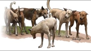 
                        തെരുവ് നായ ശല്യം അതിരൂക്ഷം; വാർത്തകൾ വരാത്ത കേസുകൾ നിരവധി