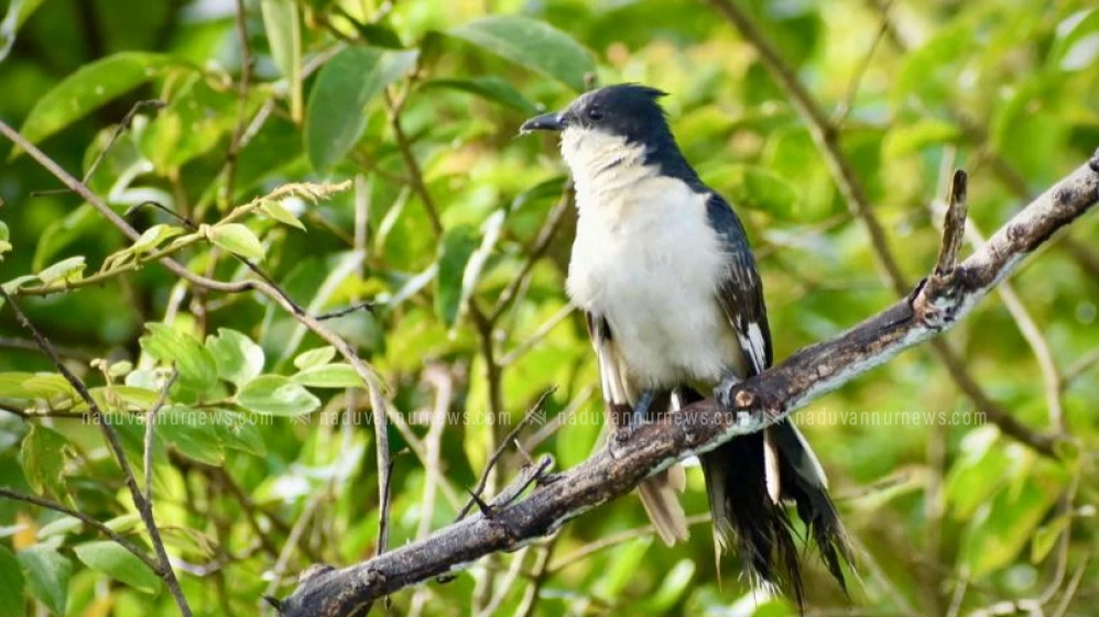 വിസ്മയങ്ങൾ പകർന്ന് നടുവണ്ണൂരിൽ നാട്ടുപക്ഷി സർവേ