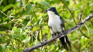 
                        വിസ്മയങ്ങൾ പകർന്ന് നടുവണ്ണൂരിൽ നാട്ടുപക്ഷി സർവേ