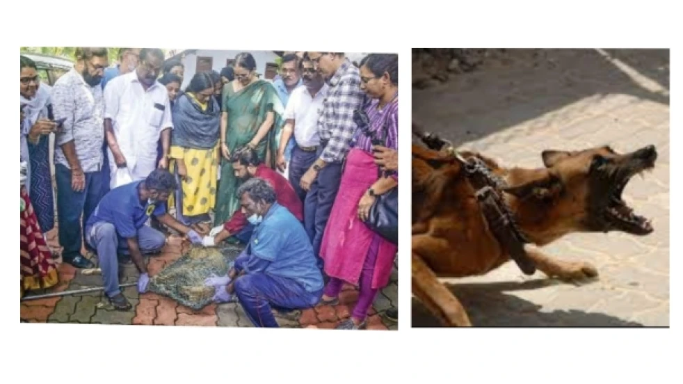  നഗരത്തിൽ തെരുവുനായകൾക്ക് പ്രതിരോധ കുത്തിവെപ്പ് നൽകി തുടങ്ങി