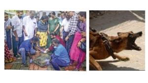 
                        നഗരത്തിൽ തെരുവുനായകൾക്ക് പ്രതിരോധ കുത്തിവെപ്പ് നൽകി തുടങ്ങി