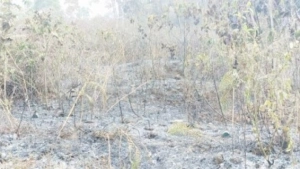 
                        പക്രം തളം ചുരം വളവിന് സമീപം തീപിടുത്തം;300 ഏക്കർ കൃഷിയിടം കത്തി നശിച്ചു