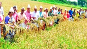
                        ചേളന്നൂർ മു​തു​വാ​ട്ടു​താ​ഴം ത​രി​ശ് ഭൂ​മി​യി​ൽ വിളഞ്ഞത് നൂറു മേനി 