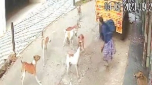 
                        കൂട്ടംചേർന്ന് ആക്രമിക്കാൻ വന്ന തെരുവുനായകളിൽ നിന്ന് തലനാരിഴയ്ക്ക് രക്ഷപ്പെട്ട് പെൺകുട്ടി  